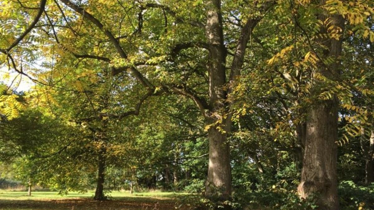 golden yellow and green leafed trees in a large park woodland